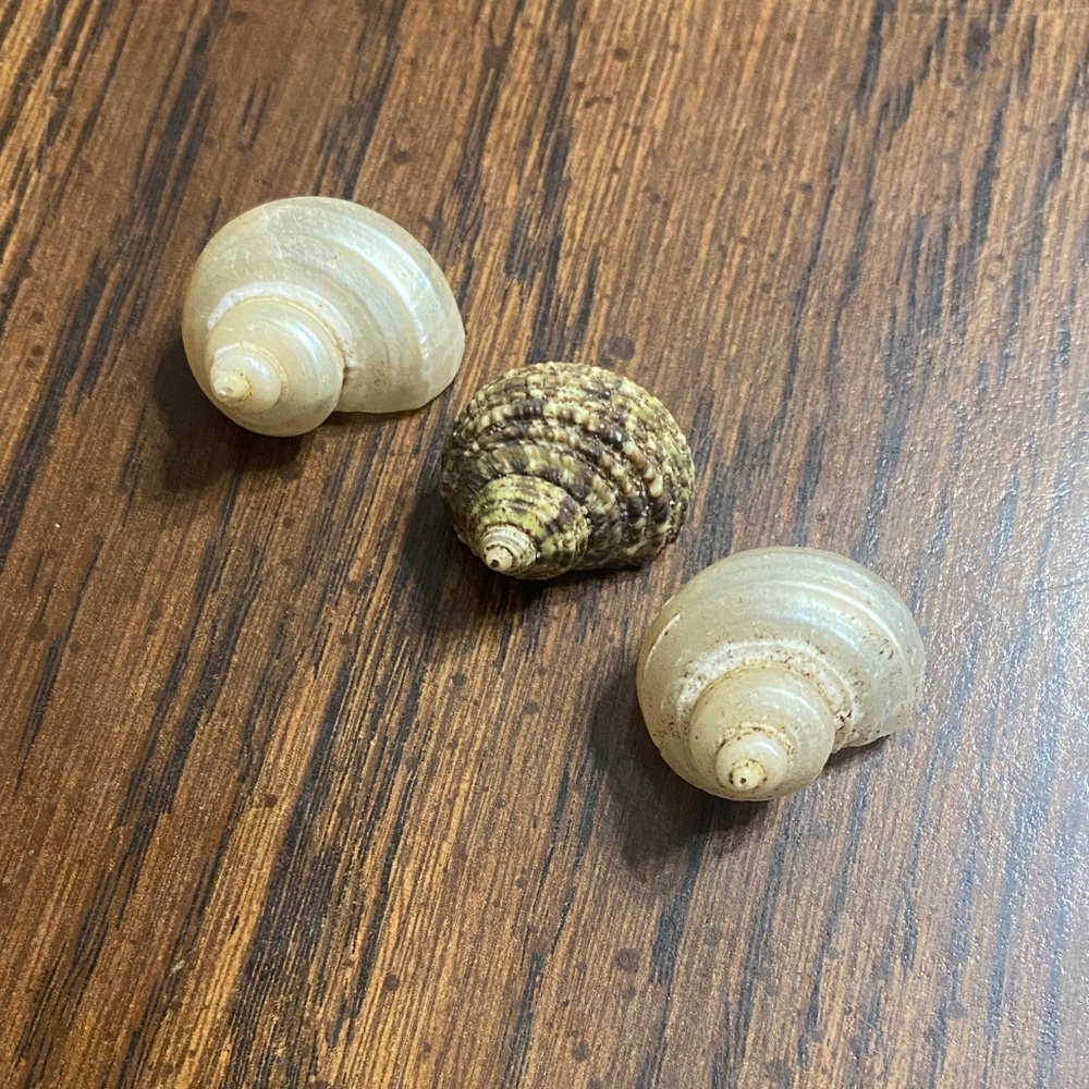“5/$20” three hermit crab shells .4 inch O shaped opening